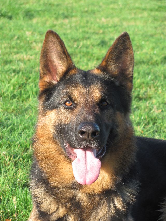 Family Protection Dogs UK FAQs K9 Protector